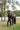 Brown Tweed Bondie Breeches | Full Seat or Knee Patch