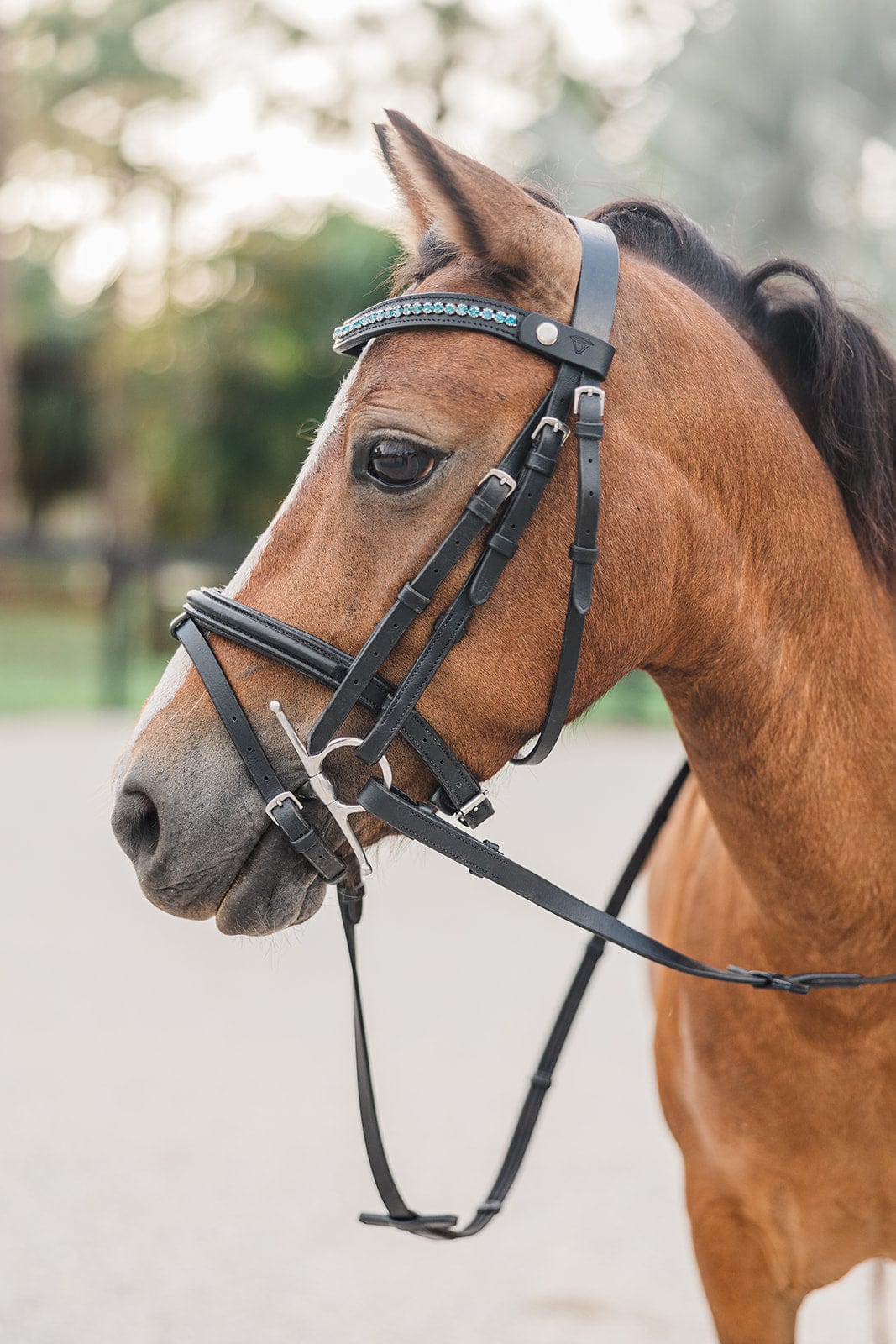Light Sapphire Browband