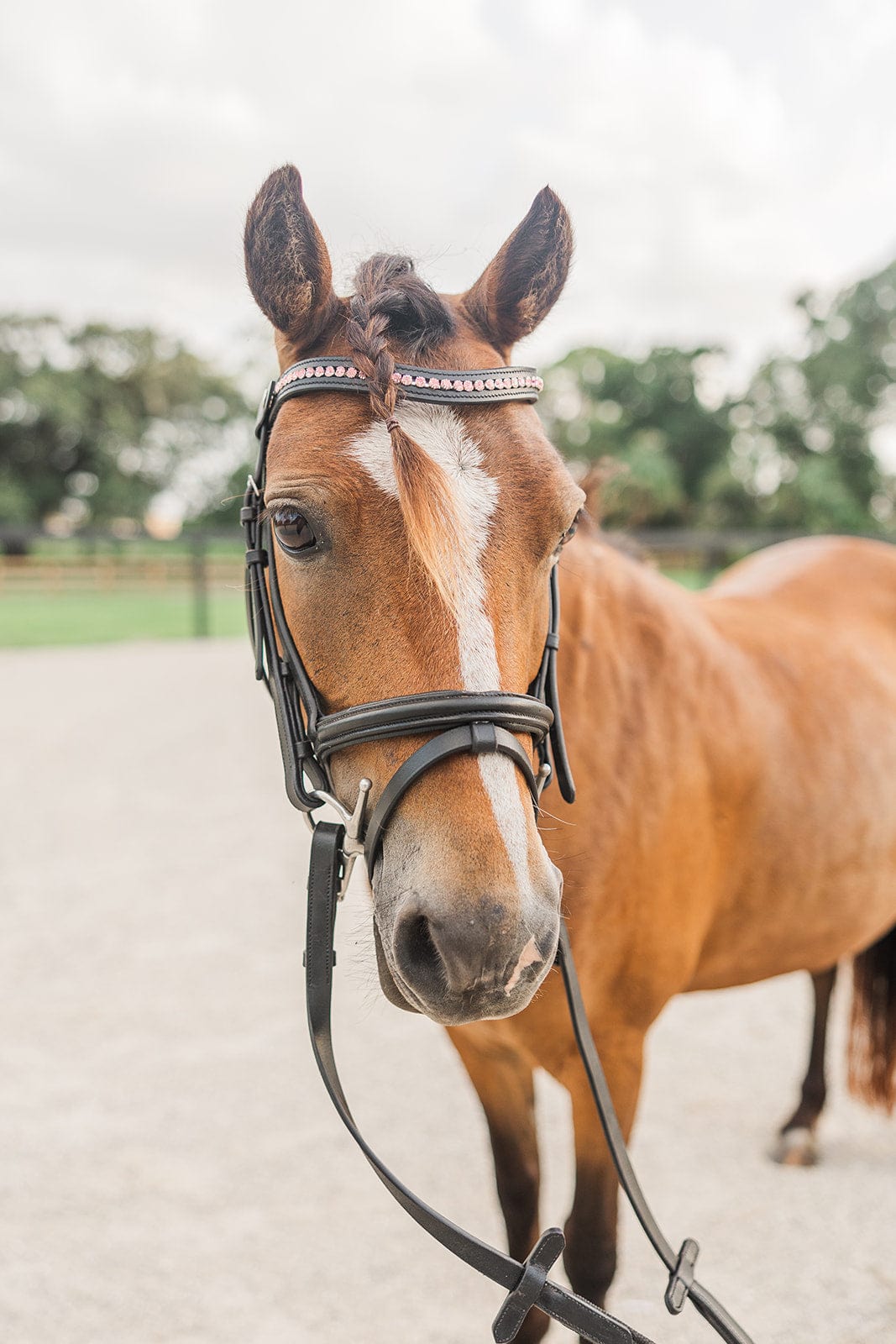 Rose Browband